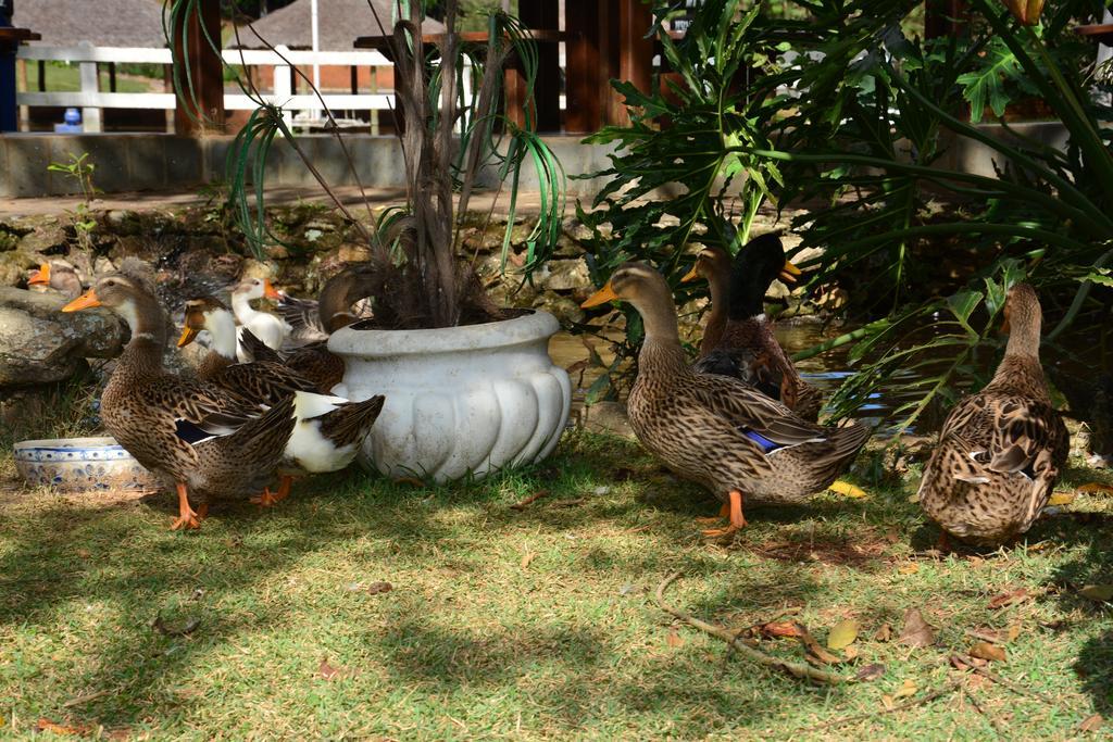 Hotel Fazenda Floresta Do Lago Socorro  Exterior photo